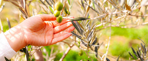 A hand holding olives on an olive branch