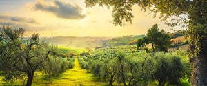 The Italian country side and olive groves during golden hour